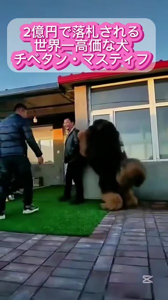 チベタン・マスティフ：世界一高価な犬