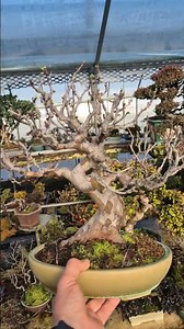 모과(일세성) #smile_bonsai_auction #bonsaitree #盆栽競賣 #木瓜 #花梨 #カリン
