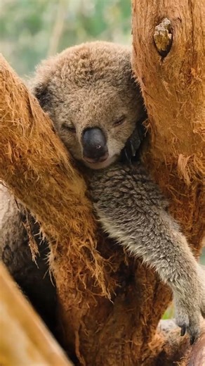 Did you know there’s a name for animals that live most of their lives in trees? They’re called arboreal animals. These creatures eat, sleep, play, and raise their young high in the canopy. Tree-top living has many challenges, and these critters have some very specialized adaptations that allow them to be successful tree-huggers. About 80% of all terrestrial animals live in forests, protecting trees means ensuring that these species don't lose their homes. | Arbor Day Foundation