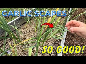 What Are Garlic Scapes? When & How to Harvest Them