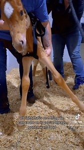 Baby Patrick Update🐴❤️ | Katie Van Slyke