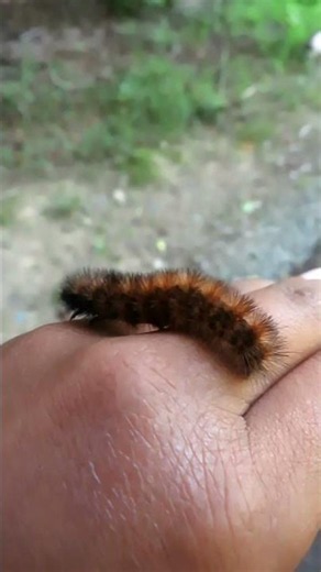 Red Woolly Bear (Isabella Tiger Moth) caterpillar 😍 June 13 2026 #cauleycreekpark #woollybear