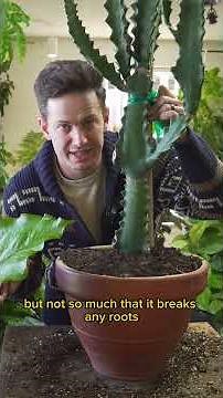 Technically, this is a euphorbia, but the process and techniques are identical. #plants