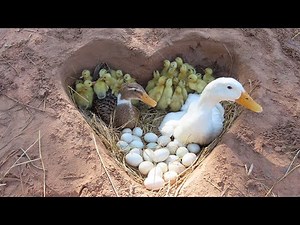 Amazing Pekin 40Duckling Hatching From Eggs _ Cute Cute Baby Duck Born