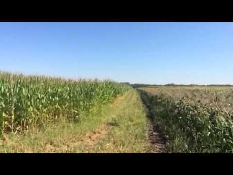 Difference between field and sweet corn