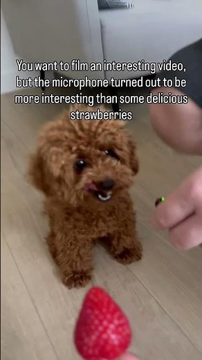 Can dogs eat strawberries?