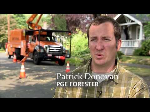 Managing trees near power lines