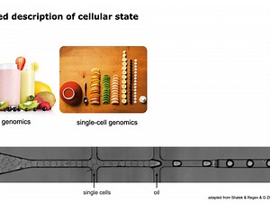 Introduction to single-cell RNA-seq data analysis in Python using scanpy - 009 -