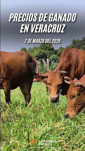 Livestock prices in Veracruz as of March 5, 2026.