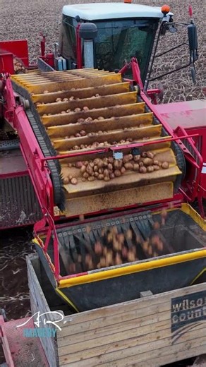 Cultra potato harvest in full swing #farming #agriculture #arimagery