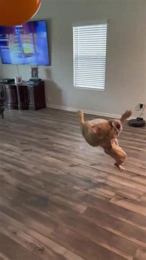 A very athletic Bullgorp playing with a balloon.#meme #gorp #dog #dogsoftiktok #bulldog #balloon #fyp #fypシ #foryou