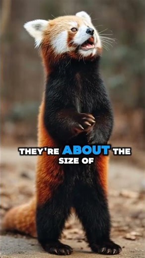 This animal looks illegal 😭🐼Tiny bear vibes. Fluffy tail. Zero business being this cute.