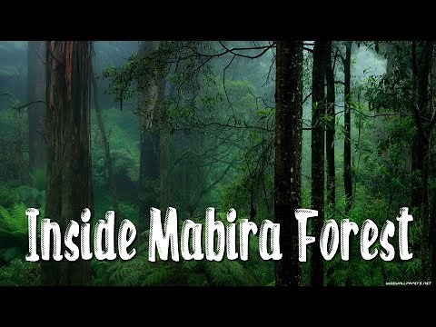 INSIDE MABIRA FOREST - WHAT YOU DIDN'T KNOW ABOUT THIS RAIN FOREST.