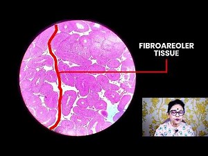 Histology of Testis | Histology slide identification | Dr Sibani