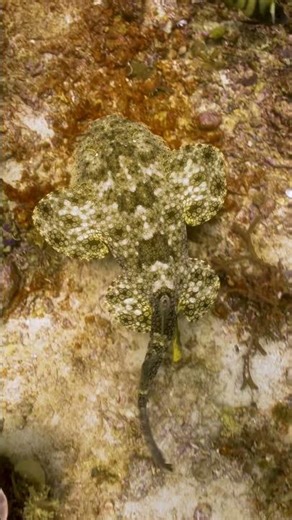 The alien shark.. Meet the wobbegong shark. One of the worlds most unique sharks. #shark