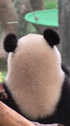 Unbelievable! This Little Boy's Back View Will Blow Your Mind! PandaLove NationalDayMagic