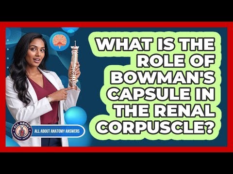 What Is The Role Of Bowman's Capsule In The Renal Corpuscle?