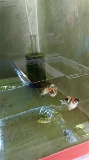 Understanding Fish Breeding for Enthusiasts