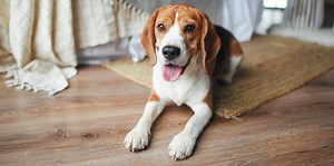 Ancestry launches dog DNA testing so you can get to know your pet better