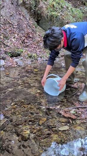 水槽で育てたアマゴ稚魚を放流