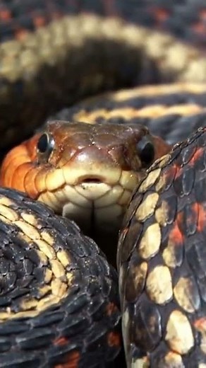Snakes may not get "shut-eye" but they do sleep! #snake #animalshorts #naturepbs #reptiles