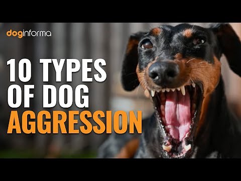 10 Types Of Dog Aggression | Aggressive Dog Behavior