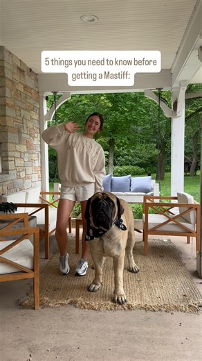 1. Once you get a Mastiff, you truly will always want to have one in your home! They change your life in so many positive ways, have the best temperament and truly become family! One you get a Mastiff you’ll never go back! 🐶 2. They grab so much attention! This can definitely be fun as people stop to meet your horse, and ask questions about the breed! But make sure you know, it can be challenging to get your steps in while walking in public bc you will be stopped every few minutes! We go on cou