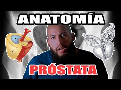 ANATOMÍA - PRÓSTATA (Uretra Prostática, Conductos 3YACULAD0R3S, CARAS, BORDES, RELACIONES)