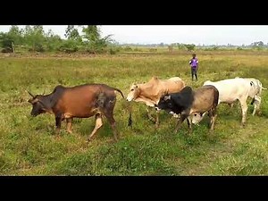 Cows mating session video of 2024