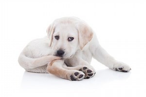 Dog behavior: Try 15 strategies to stop obsessive tail biting