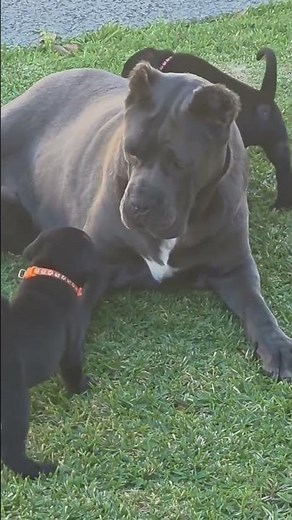 Great Dane Mother Love 🐶❤️ | Cute Puppy Moments That Melt Hearts 😍