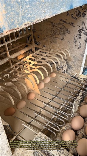 Industrial Egg Cleaning Process – Fast, Automated Food Production