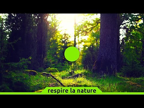 Cohérence cardiaque exercice n°27 | Forêt | 5 min