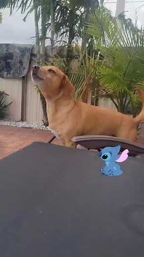 Ambi Bambi on TikTok