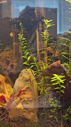 Stem plants like cabomba, rotala, and pennywort absorb most nutrients from the water columb on their leaves! This means that they don't require a nutrient-rich substrate to survive! All you need is Aquatic plant fertilizers to promote optimal growth! #didyouknow #aquascape #plantedaquarium #plantedtank #tropicalfish #tropicalplants #aquarium #aquariumfish #endler #cherryshrimp #asmr #freshwateraquarium #freshwatertank #aquarium #foryou #foryoupage