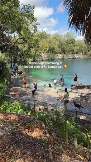 Have you ever taken your dog swimming at Snyder Park in Fort Lauderdale? 🐕 Snyder Park 📍3299 SW 4th Ave, Fort Lauderdale Absolutely love this park!! Such a great area to walk around, explore, and perfect for your dog! Follow me for more things to do, events, & restaurants in Fort Lauderdale 🌴 #fortlauderdale #ftlauderdale