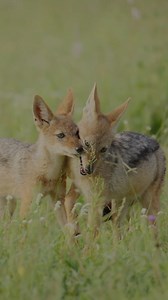 5.1K views · 72 reactions | Two jackal pups tumble and spar in the dust, honing survival skills through play. Brought to life on film by Team Too Wild | Too Wild | Facebook