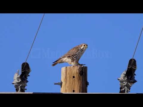 Stock Video - Prairie Falcon looking around from on top of a telephone pole