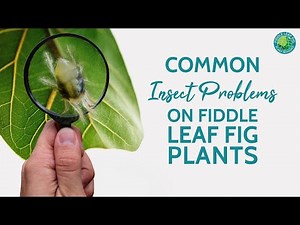 Common Insect Problems on Fiddle Leaf Fig Plants | Fiddle Leaf Fig Plant Resource Center