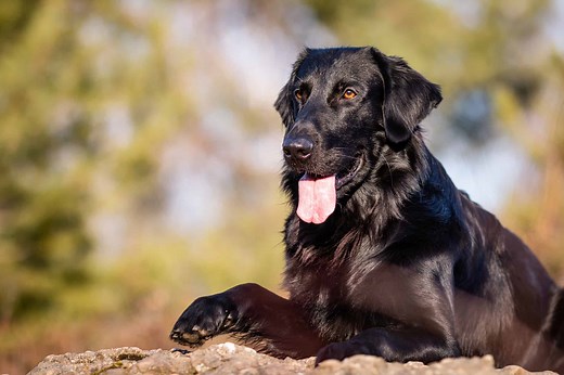 Explore England's Rich Canine Heritage: The Top 10 Dog Breeds You Need to Know