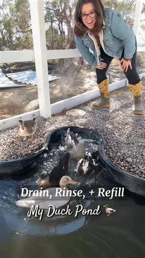 @simplychickensofficial | Duck Pond Drain, Rinse, & Refill! This process is pretty fast & easy thanks to my drain. 🦆✨ #duckpond #pond #maintenance #routine #ducks... | Instagram