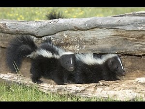 Amazing Facts About Skunks