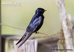 Blue swallow - Alchetron, The Free Social Encyclopedia