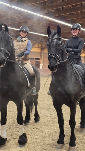 What happens when two dressage horses that used to be a driving team years ago meet up? | Connecticut Dressage Academy