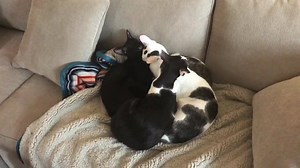 23K views · 2.6K reactions | Keeping all of us clean! | Dobby_Cat | Facebook