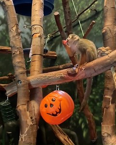 3.4K views · 303 reactions | #SpookySeason has officially begun!   Squirrel monkeys are highly athletic and can easily poke their heads and arms into jack-o'-lanterns to grab the treats inside. Our Halloween spectacular Boo at the Zoo returns for another season of frightfully good fun. Get your tickets now: philadelphiazoo.org/events/boo-at-the-zoo/ | Philadelphia Zoo | Facebook