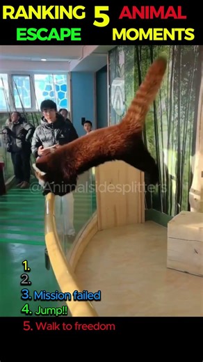 Ranking the 5 funniest animal escape moments