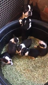 Flowers pups, ready to go out for morning playtime. These are not straight Bostons, they are part of our Toy Bulldog breeding project. None for sale. | Boston Terriers