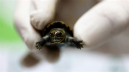 Endangered Vallarta mud turtle born in Mexican zoo