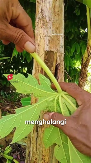 bananas bear fruit from the trunk #shortvideo #shorts